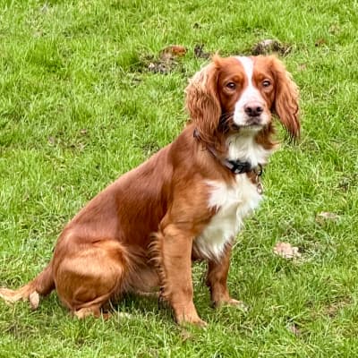 Hugo