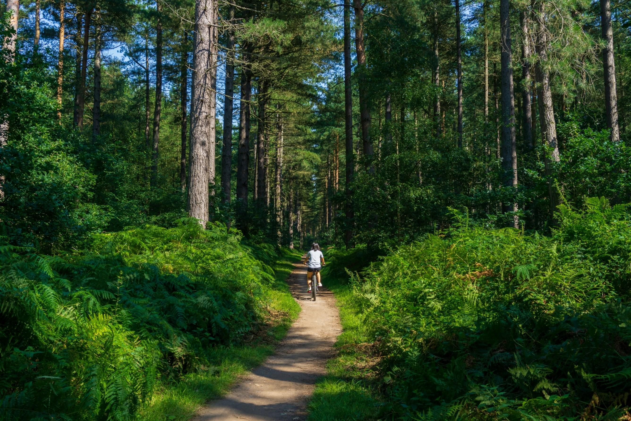 benefits of planting trees