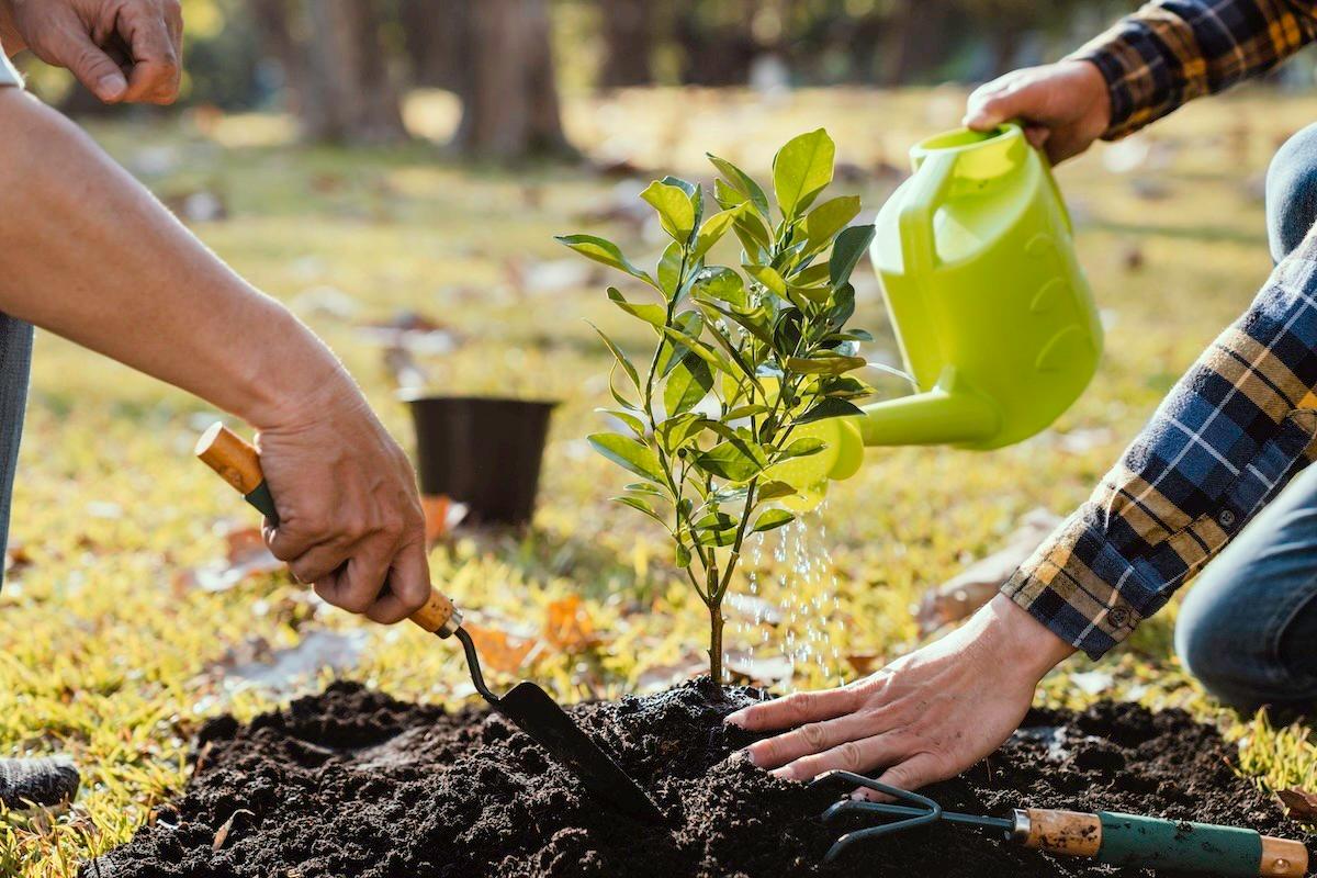 ecosend tree planting