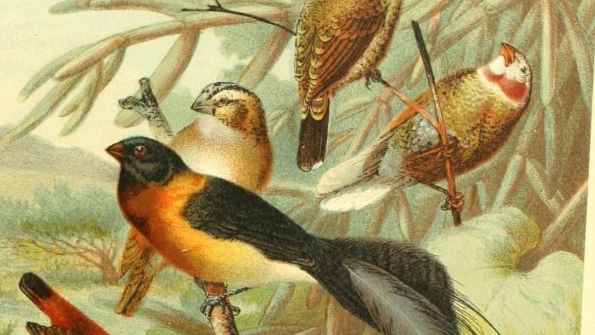 A beautiful illustration from the BHL: Weaver Birds