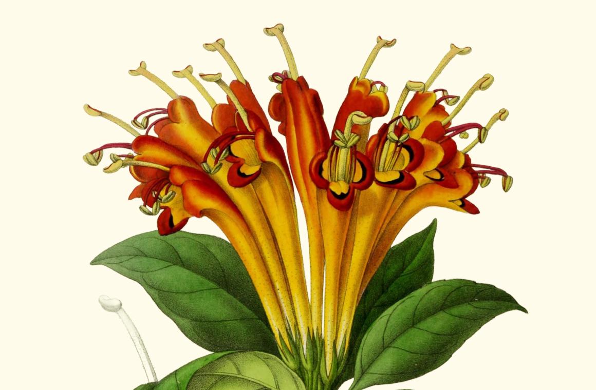 A botanical illustration of the Aeschynanthus speciosus Hook, courtesy of the BHL