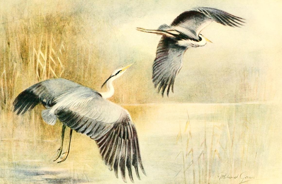 A scientific illustration of two herons in flight, courtesy of the BHL