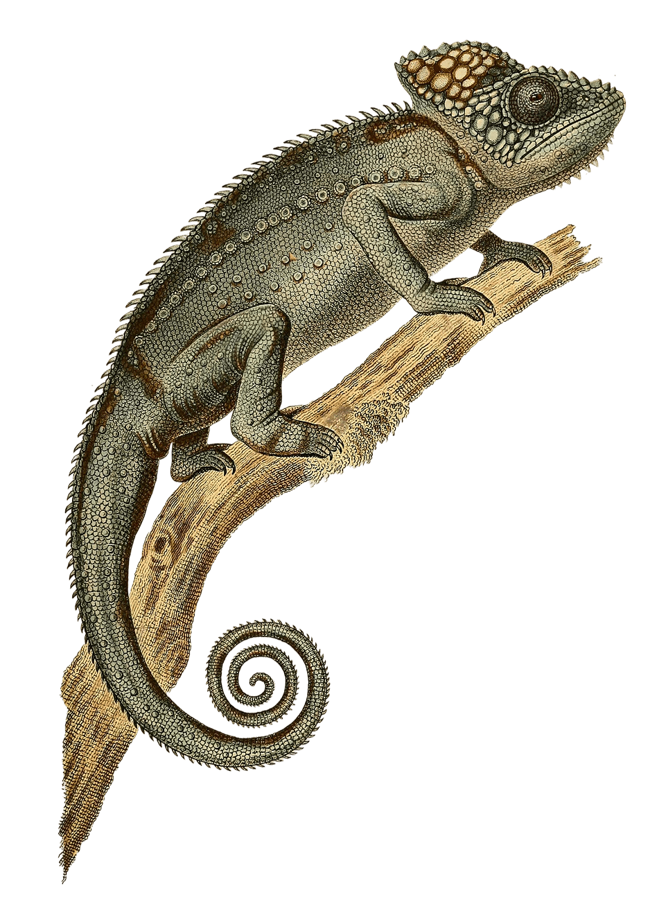 Scientific illustration of a chameleon perched on a branch.