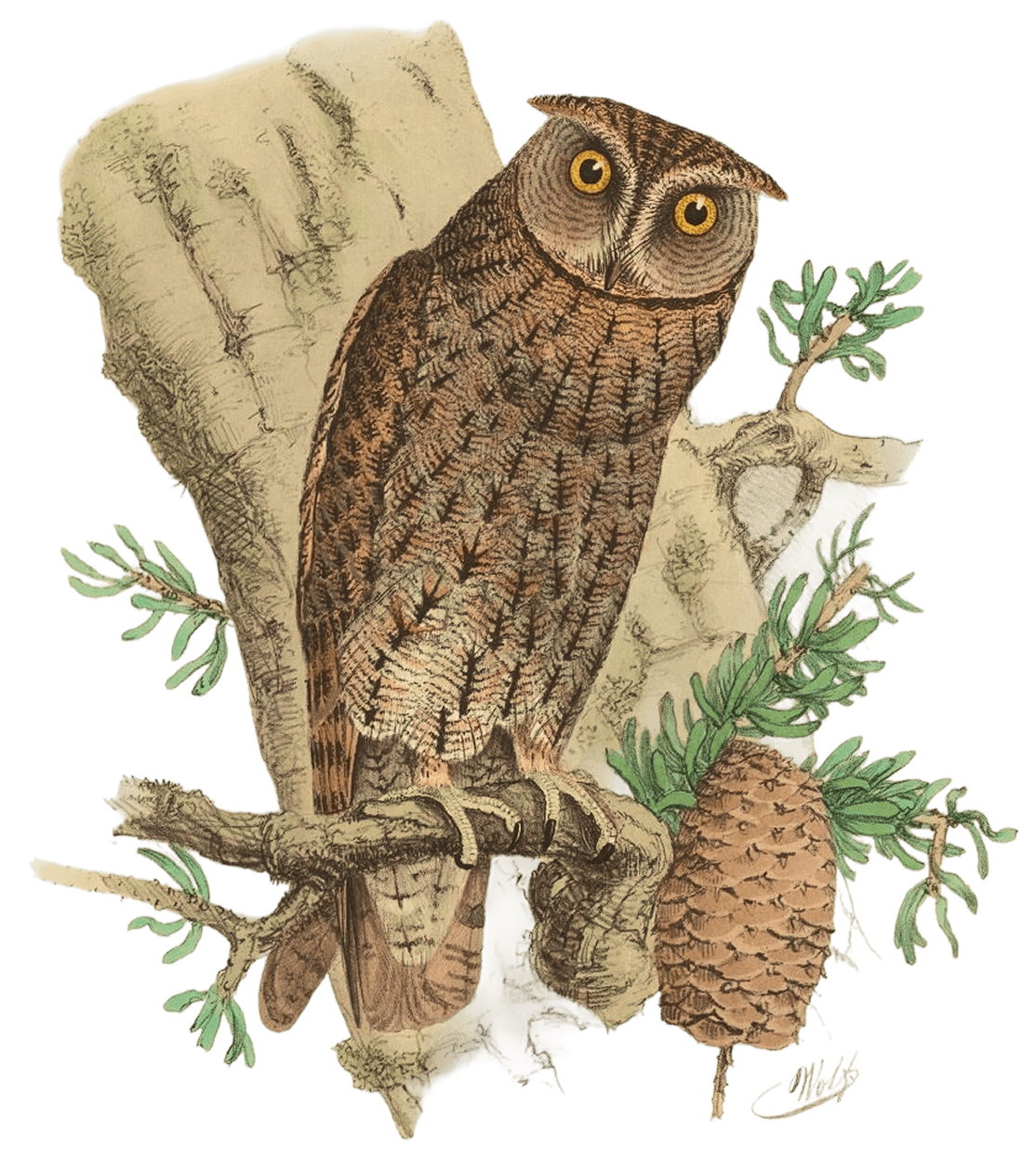 Scientific illustration of a Japanese scops owl perched on a pine branch.