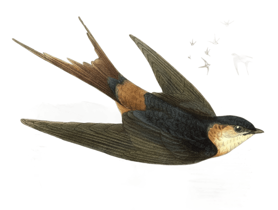 Scientific illustration of a swallow from a Victorian ornithological monograph.
