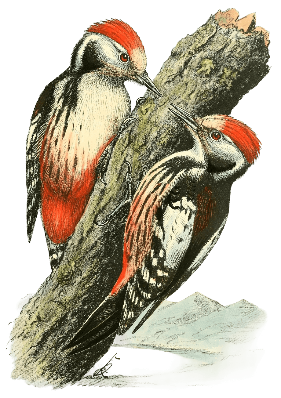 Scientific illustration of a Middle Spotted Woodpecker perched on a branch.