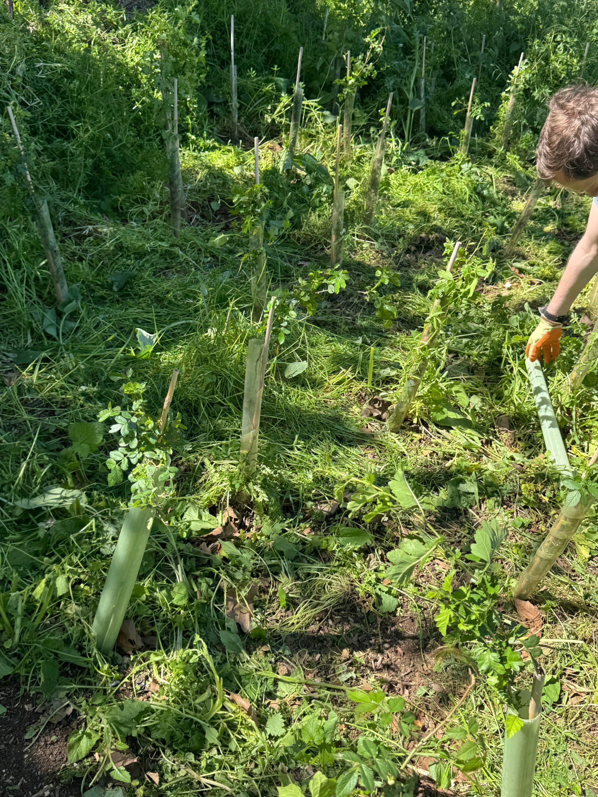 Our baby trees freed from the weed overgrowth