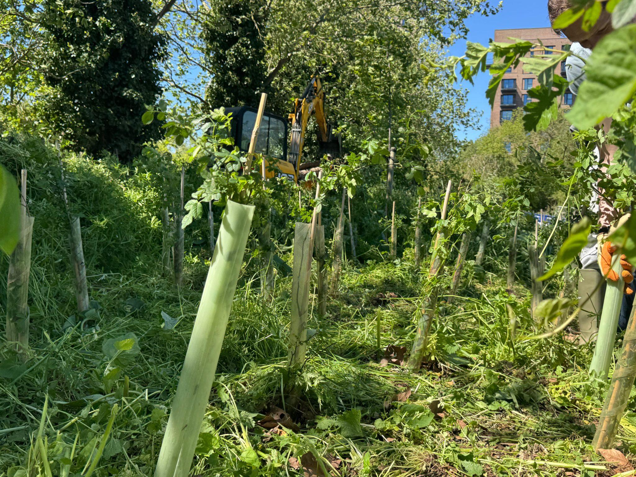 Our baby-trees able to grow once again