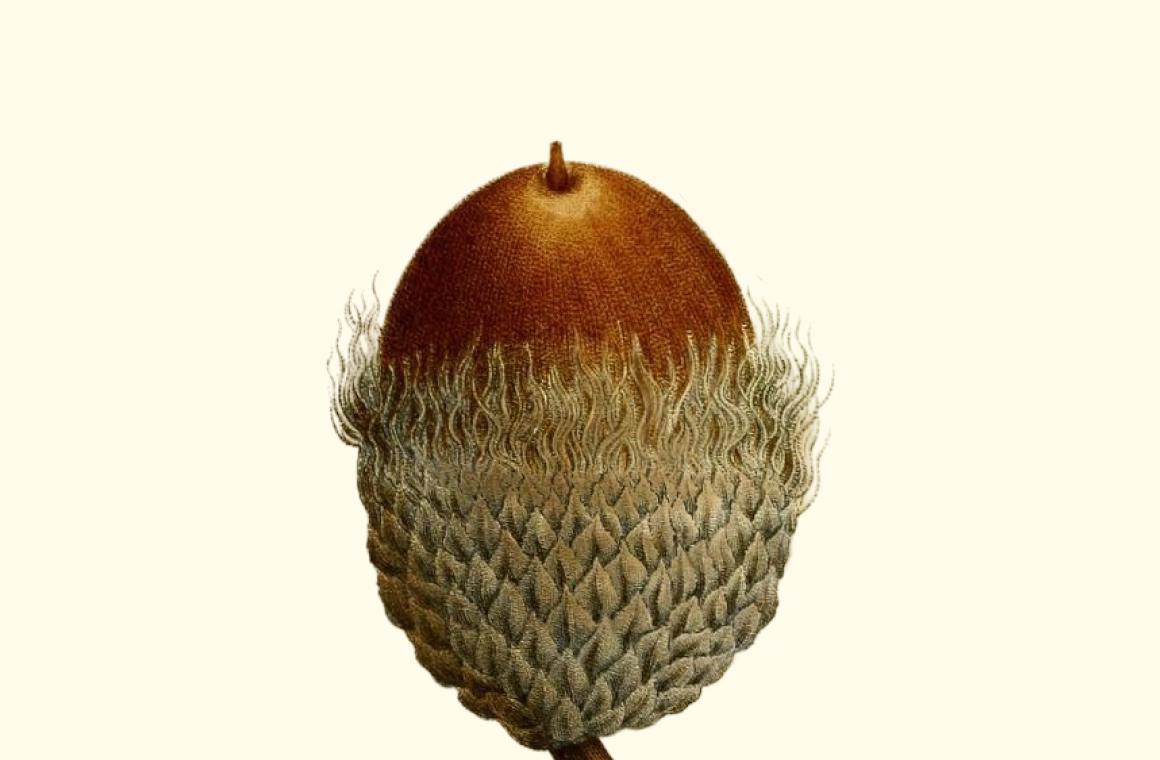 An illustration of an acorn from the BHL