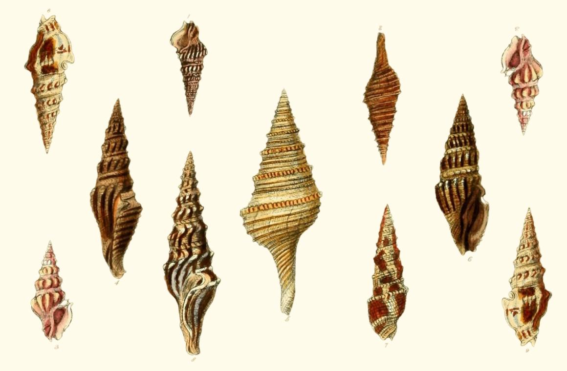 A set of vintage scientific illustrations of assorted shell pointing in different directions