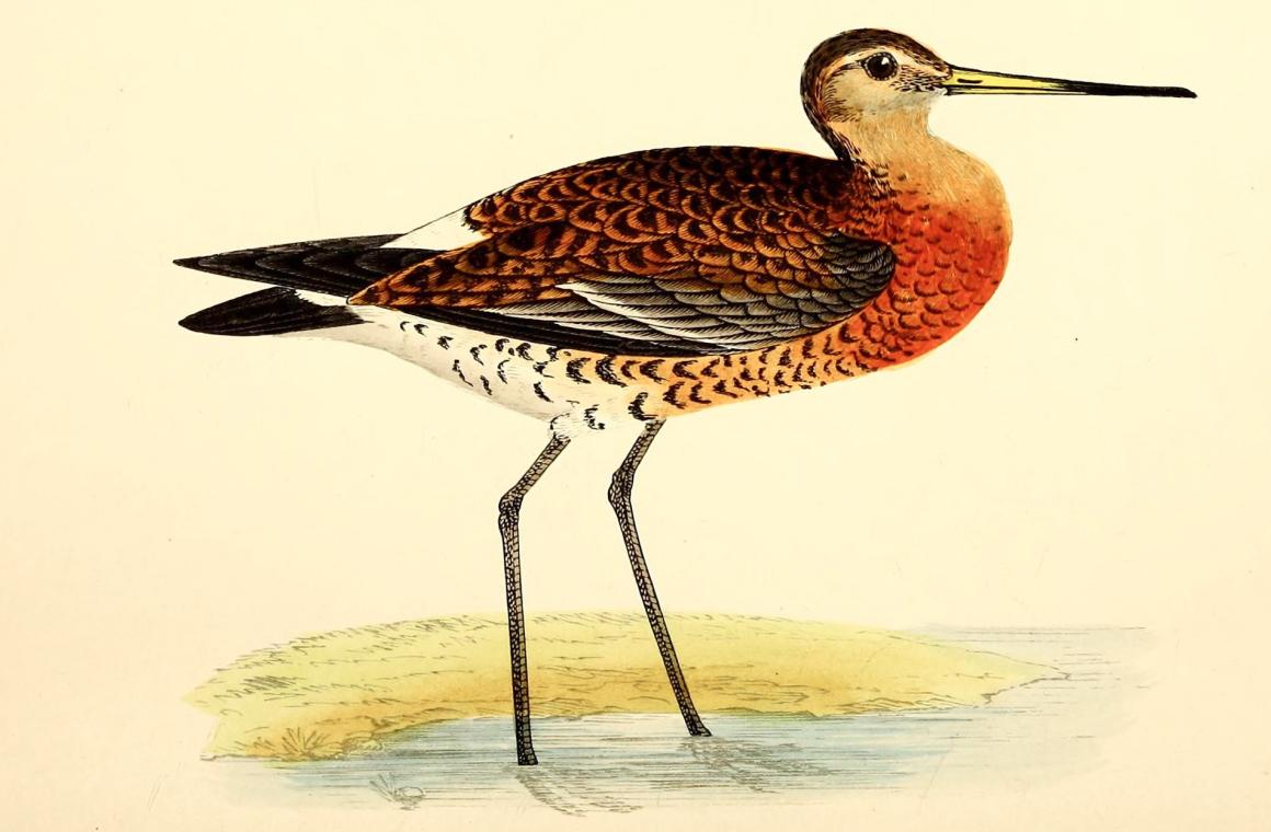 A vintage hand-coloured illustration of a black-tailed godwit standing in shallow water, from the Biodiversity Heritage Library