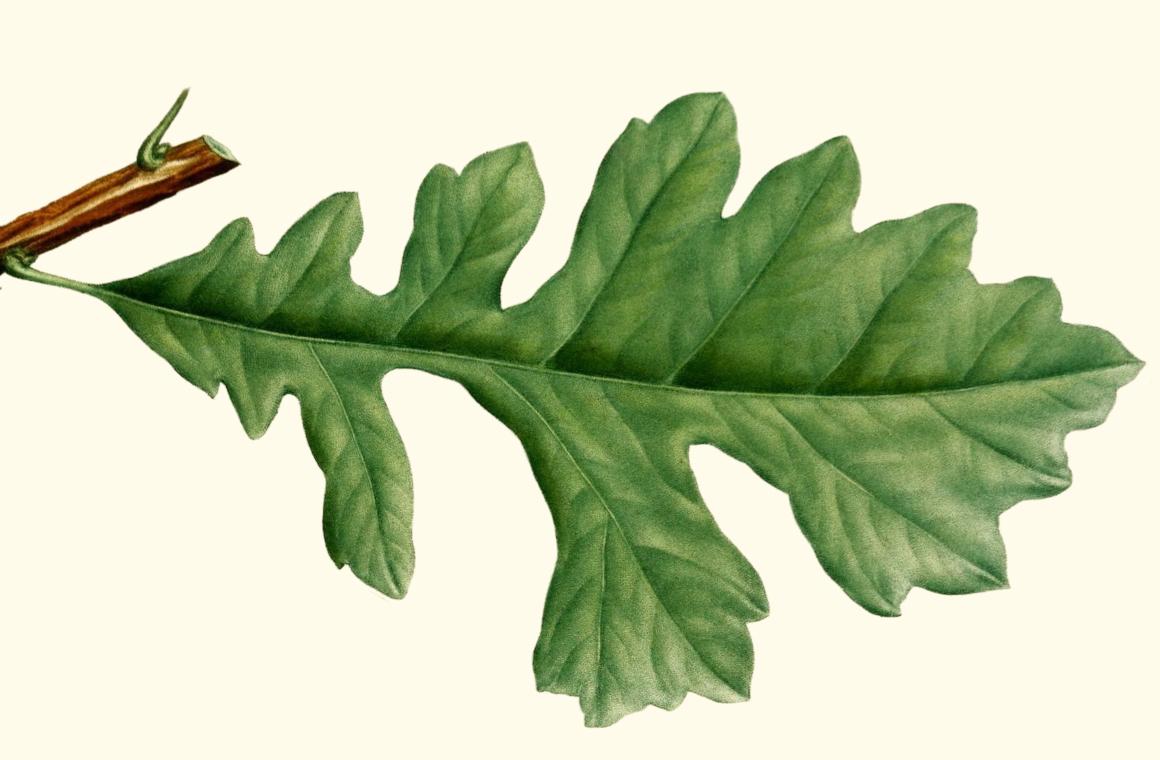 An illustration of an oak tree leaf from the BHL