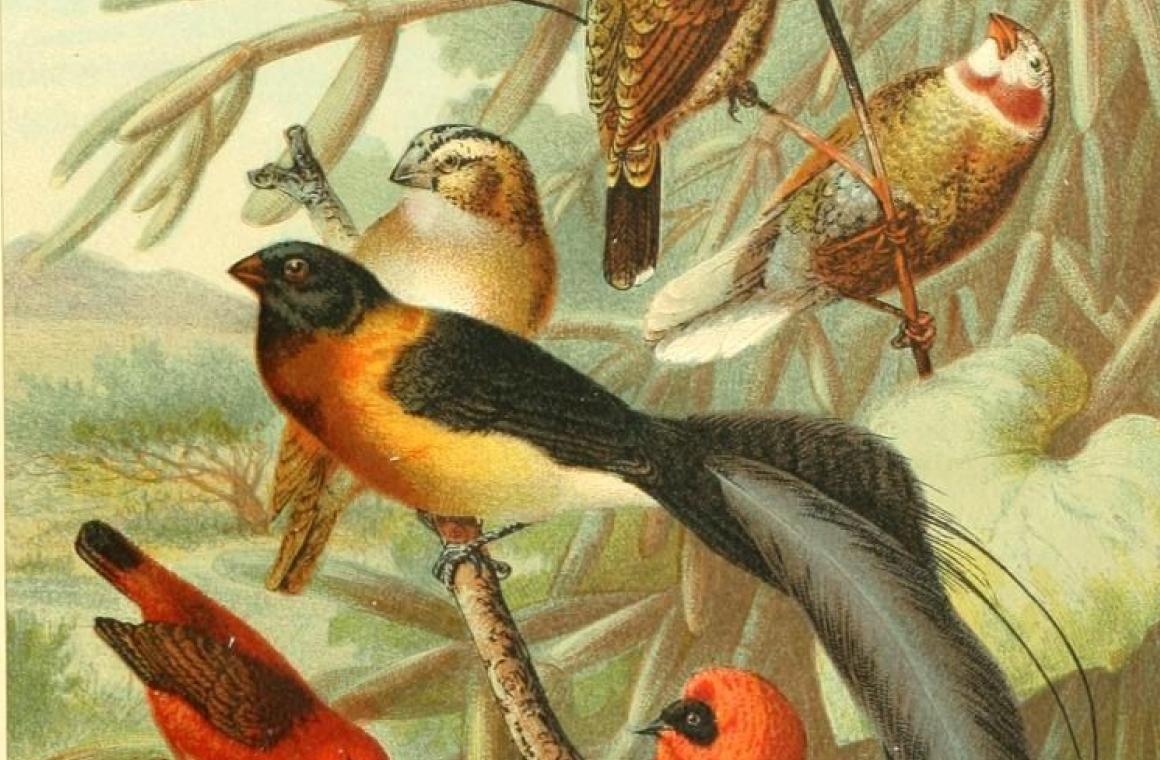 A scientific illustration of weaver birds in their nest, courtesy of the BHL