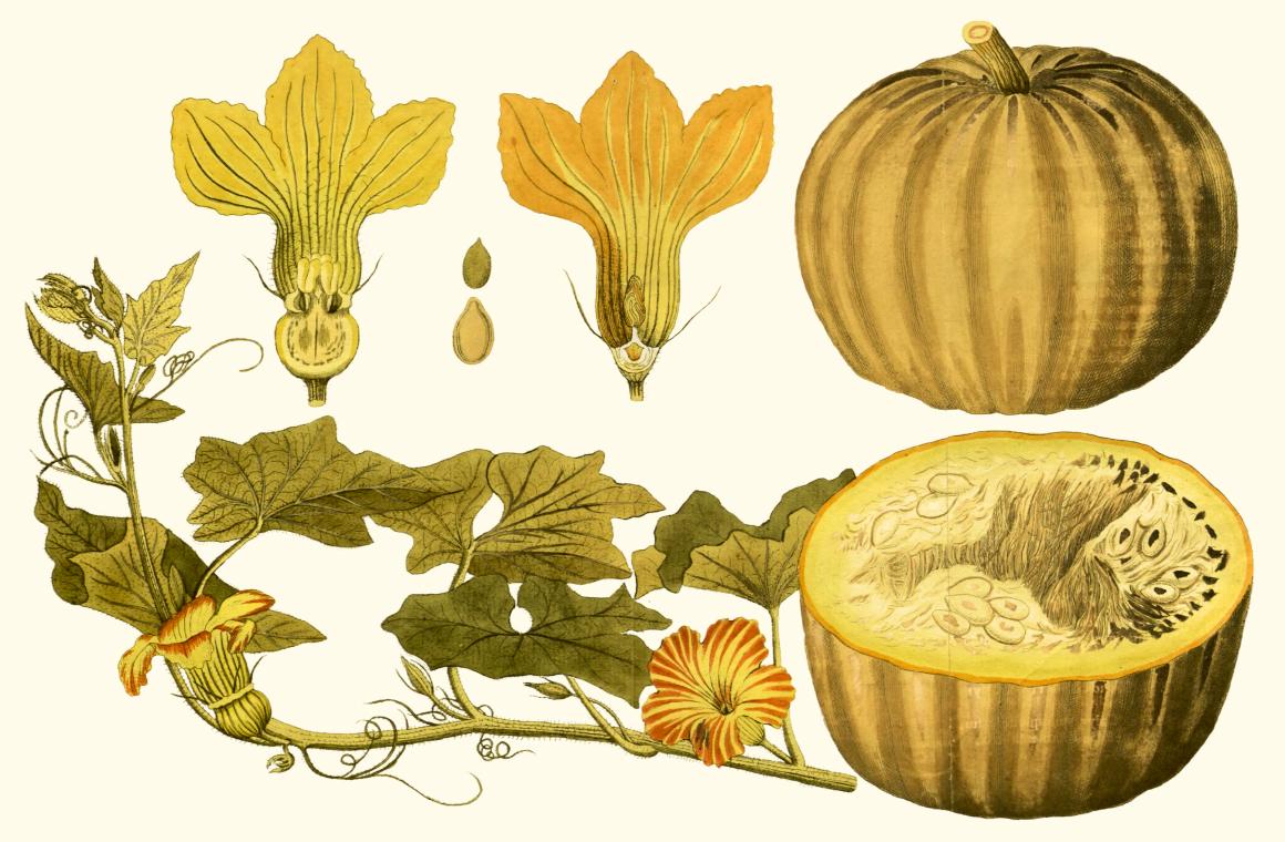 Antique botanical illustration of a field pumpkin, showing the ribbed fruit with its leaves, flower and curling tendrils