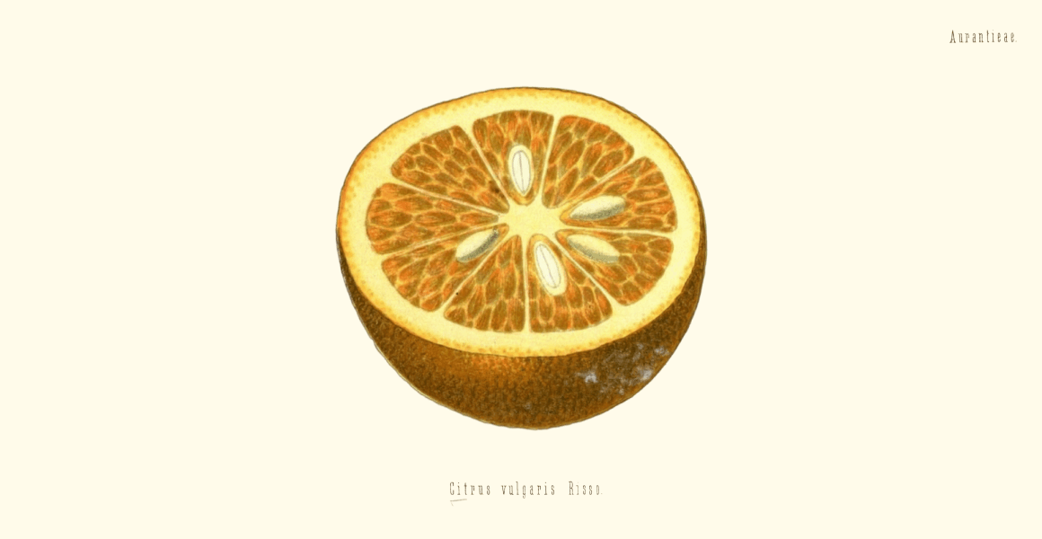 A botanical illustration of a segmented citrus fruit, courtesy of the BHL