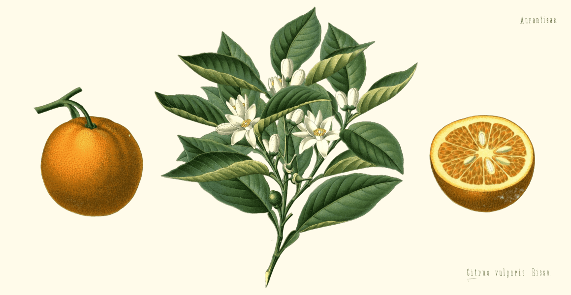 A botanical illustration of a citrus fruit and plant, courtesy of the BHL
