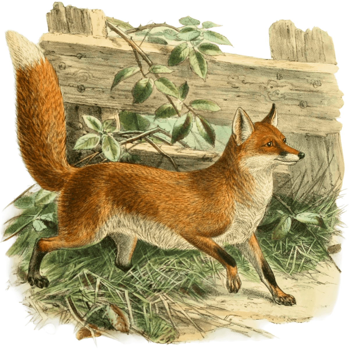 Hand-coloured Victorian lithograph of a common fox trotting past a weathered fence.