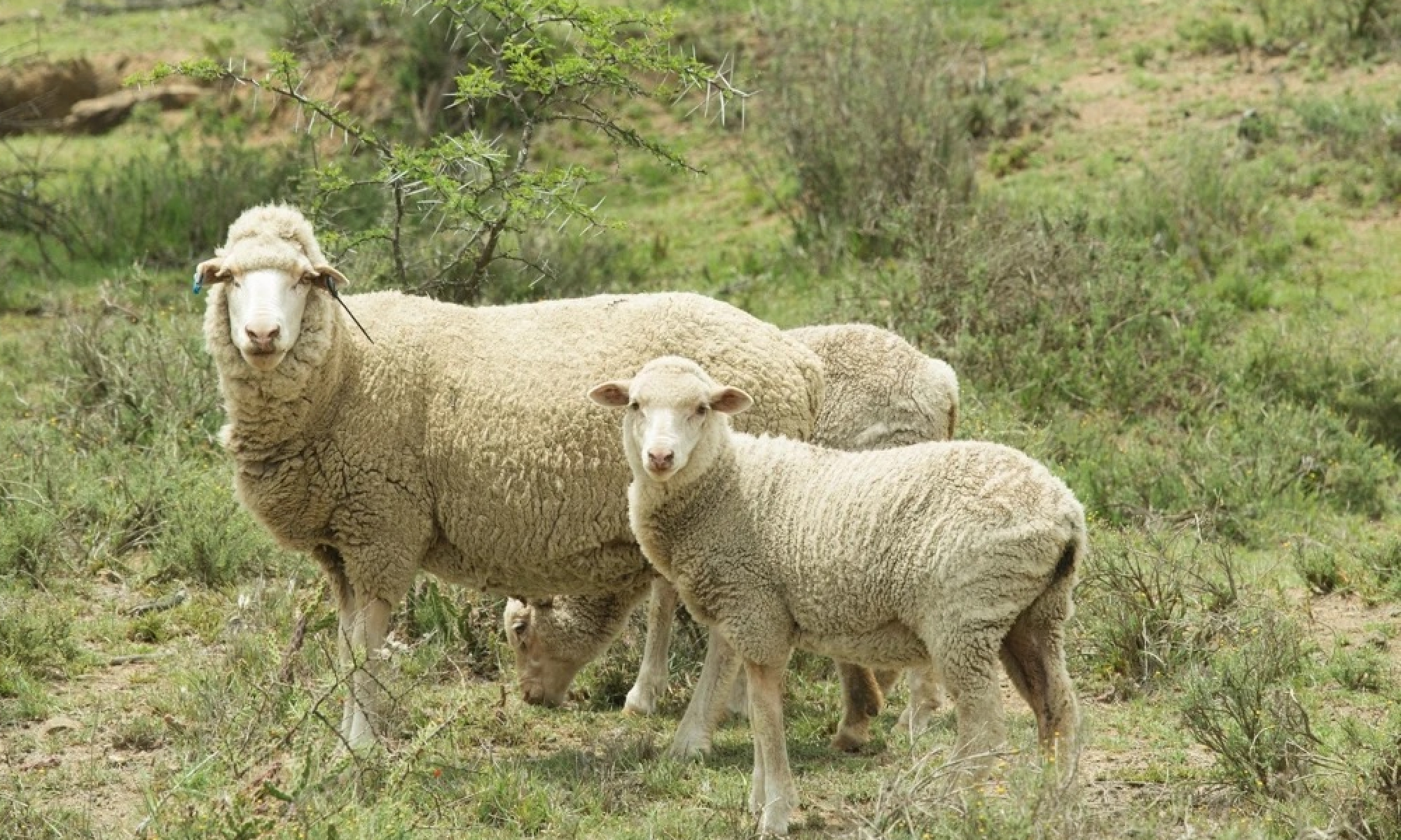 Some friendly sheep in a field